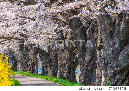 A row of cherry blossom trees at a glance [Miyagi Prefecture] 71362156