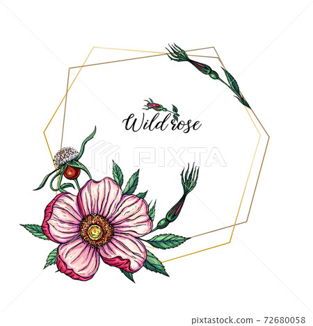 Vector set of delicate pink wild rose flowers, floral arrangements 72680058