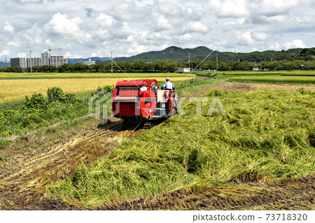 Rice harvested for feed 73718320