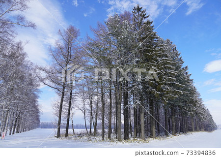 Windbreak at Tokachi Ranch 73394836