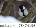 Great tit in a snowstorm 75474156