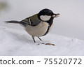 Great tit 75520772