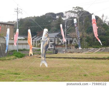 A family of carp streamers displayed in the square 75989122