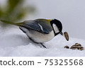 Great tit 75325568