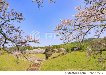 Ishibutai Tumulus in full bloom 76447517