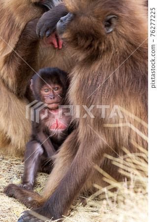 endemic Gelada in Simien mountain, Ethiopia 76277225