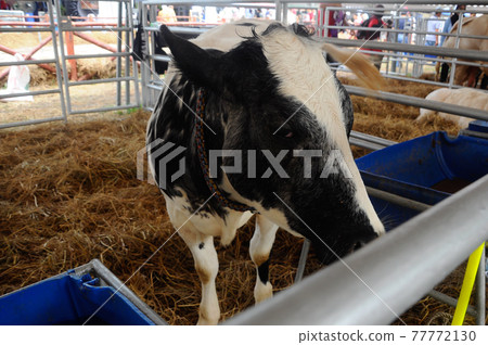 SERDANG, MALAYSIA -DECEMBER 17, 2017: Cow in the barn. This cow from a good breeder and bred for sale. 77772130