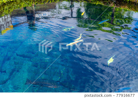 Scenery of Oshino Village in summer [Yamanashi Prefecture] 77916677