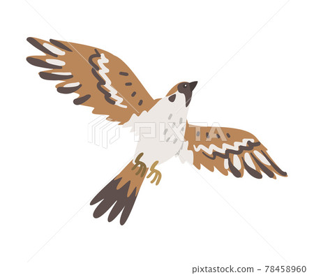 Sparrow as Brown and Grey Small Passerine Bird with Short Tail with Spread Wings Flying Vector Illustration 78458960