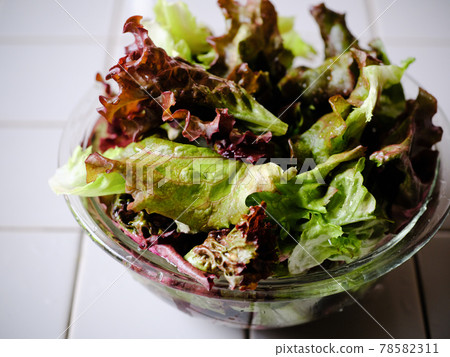 sunny lettuce 78582311