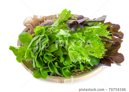 Lettuce with 3 types of root soil pot, for easy salad 78758386