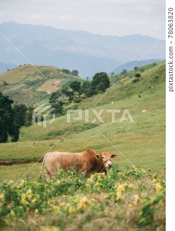 Brown cow grazing on hill in countryside 78063820