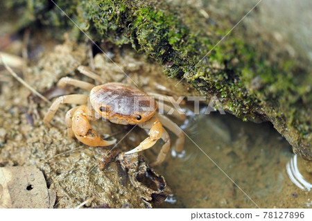 Crab in water 78127896