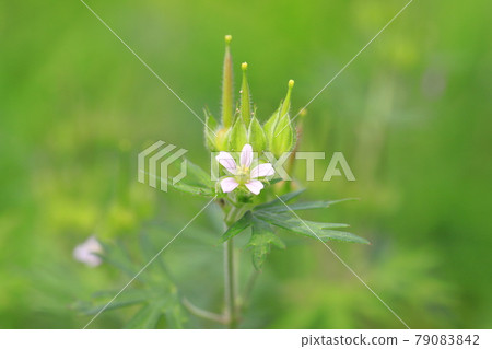 美式露（美洲天竺葵）花籽 79083842