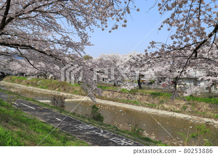 A row of cherry blossom trees along a relaxing road, Hachioji, Tokyo 80253886