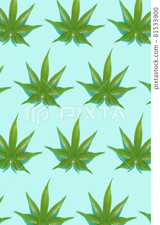 Green hemp leaves pattern on blue background. 3d render texture.  81533900