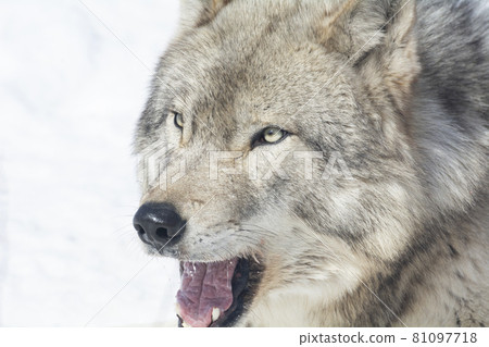 A zoo wolf who hasn't forgotten the wild 81097718