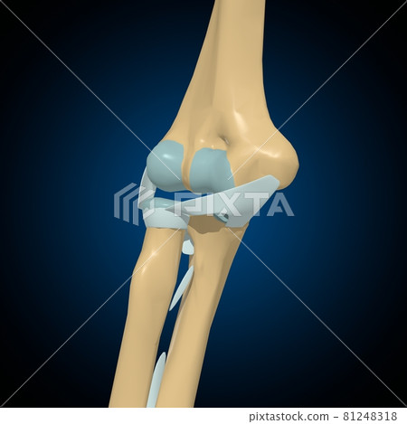 Human bones joints and ligaments Anatomy For Medical Concept 3D 81248318