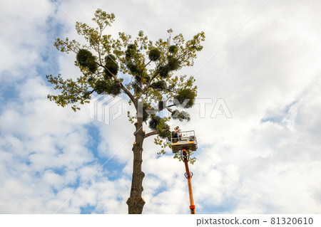 Two service workers cutting down big tree branches with chainsaw from high chair lift crane platform. Deforestation and gardening concept. 81320610