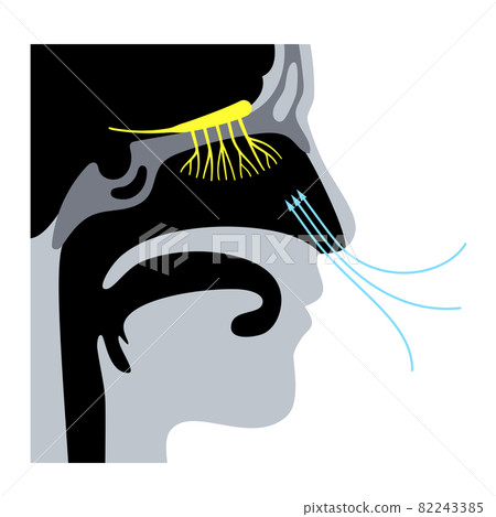 Olfactory nerve anatomy 82243385