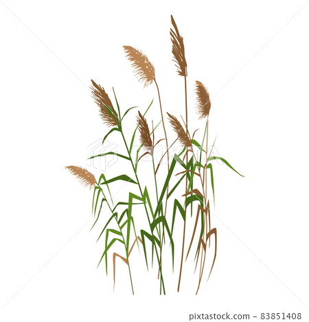 Cane silhouette on white background. Vector hand drawing sketch with reeds. 83851408