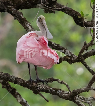 Red waterfowl perching on a tree branch (Rosesate spoonbill) 83914714