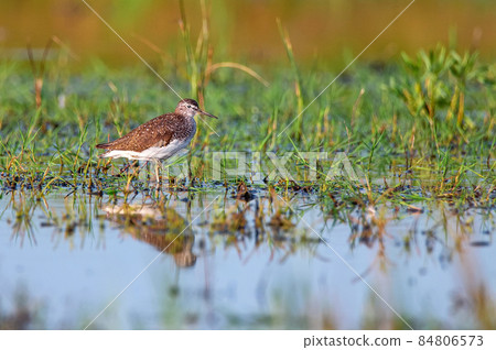 Tringa glareola or wood sandpiper in marshland 84806573