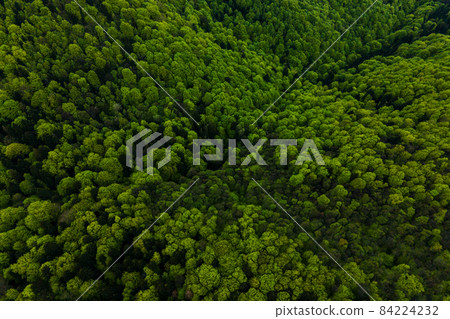 Aerial view of dark mixed pine and lush forest with green trees canopies. 84224232