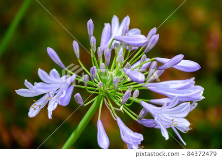 2021 Agapanthus 3 84372479