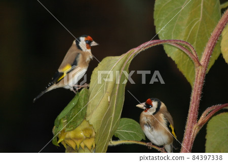 Goldfinch   (Carduelis carduelis) 84397338