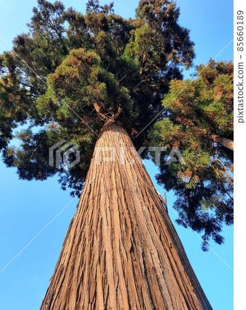 A straight cedar tree looking up from below 001 85660189