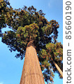 A straight cedar tree looking up from below 001 85660190