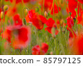 Poppy flowers field close-up and macro 85797125