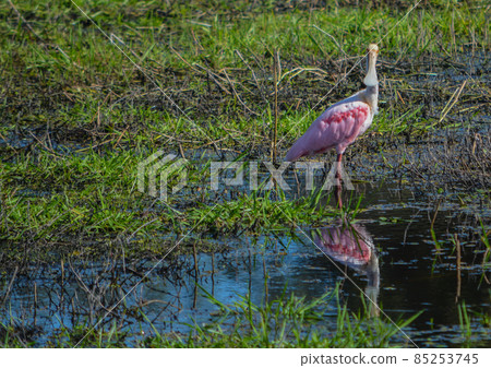 The bright pink feathers of a Roseate Spoonbill at Myakka River State Park, Sarasota, Sarasota County, Florida 85253745