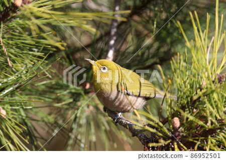 White-eye hidden in pine needles 86952501