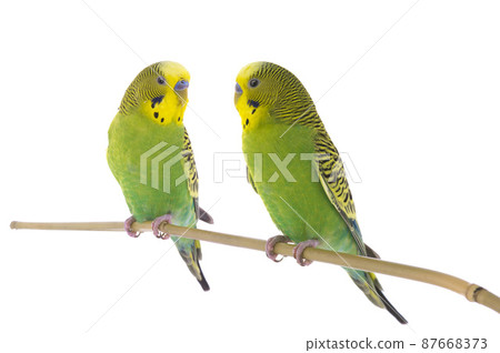 two budgies sit on a branch isolated on white background 87668373