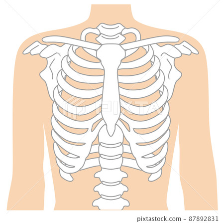 肋骨骨架圖 87892831
