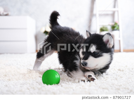 Lovely Alaskan malamute puppy plays with a green ball on the carpet in the room 87901727