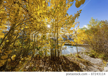 Sunny view of the fall color in June Lake Loop 87243114