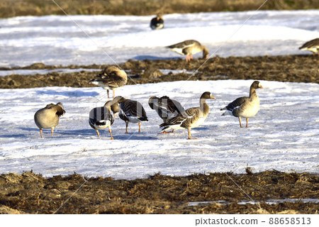 A flock of white-fronted geese gathering in a thaw field 88658513