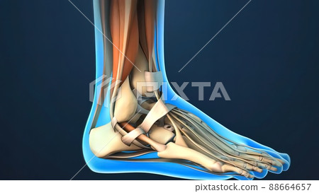 Ankle Joint Anatomy and articular cartilage 3d Render 88664657