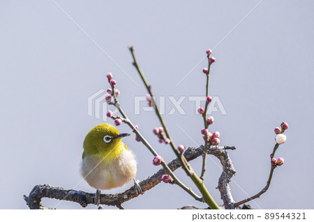 Various funny facial expressions and gestures of white-eyes who came to the plum tree in the garden in early spring 89544321