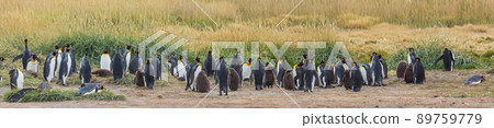 King penguins 89759779