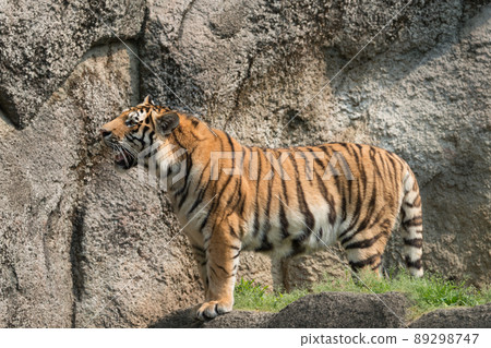 Amur tiger's mother 89298747