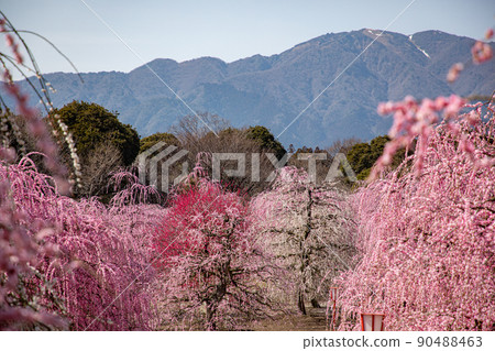 Suzuka Forest Garden Weeping plums in full bloom 90488463