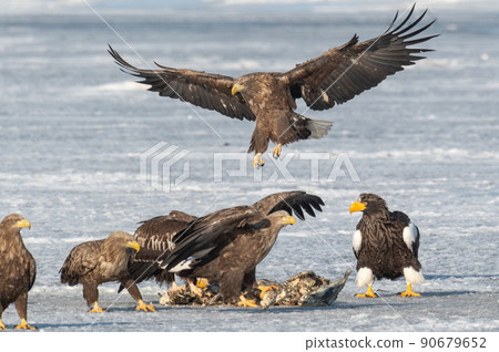 Wild bird paradise Lake Furen winter scenery 90679652