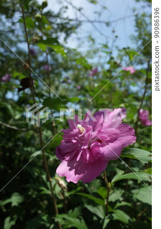 Mukuge flower (double-flowered, light pink) 90986396