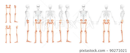 Set of lower limbs Human Pelvis, legs, Thighs Feet, ankles Skeleton front back side view with partly transparent body 90271021