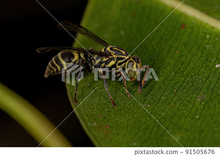 Adult Paper Wasp 91505676