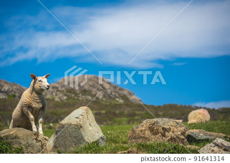 Sheep grazing in the rural Welsh landscape near Whitesands Bay 91641314